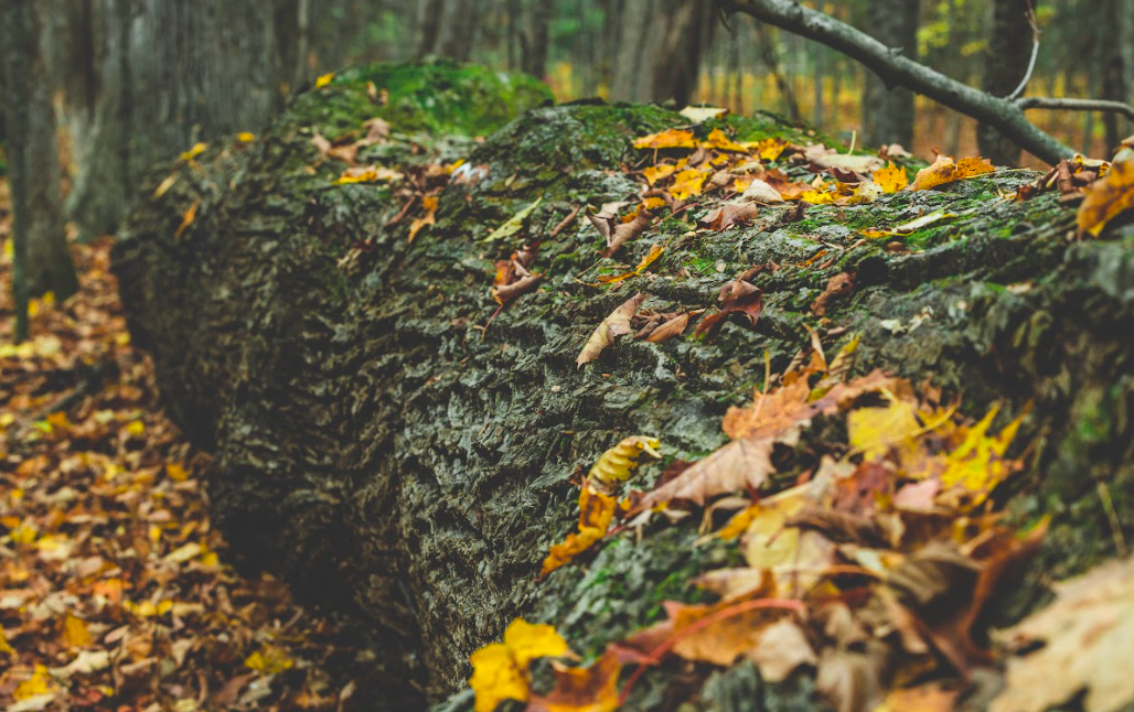 Screenshot 2022-07-24 at 12.36.05 PM